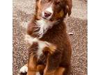 Australian Shepherd Puppy for sale in Cannon Falls, MN, USA