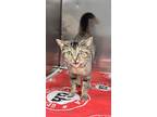 Adopt Eve a Domestic Short Hair