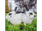 Adopt Blossom (Mom) & Sunny (Daughter) a Hotot