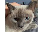 Adopt RainSong (Kahlua) a Siamese