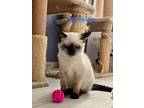 Adopt NightWing a Siamese