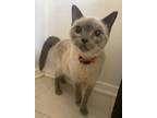 Adopt SkyFire (darker) a Siamese