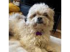 Adopt Pringle a Poodle, Yorkshire Terrier