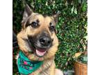 Adopt Princess La Reyna a German Shepherd Dog