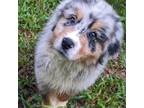 Australian Shepherd Puppy for sale in Forsyth, GA, USA