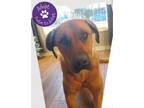 Adopt Novva a Mixed Breed, Rhodesian Ridgeback