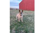 Adopt Jenny a Australian Cattle Dog / Blue Heeler