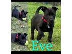 Adopt Eve a Mixed Breed