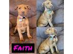 Adopt Faith a Labrador Retriever, Mixed Breed