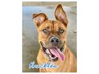 Adopt Knuckles a Mixed Breed