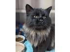 Adopt SILVER BACK a Domestic Long Hair