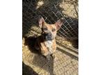 Adopt Bowie a Terrier, Mixed Breed