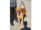 Adopt Teddy a Labrador Retriever