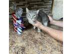 Adopt 1748 a Domestic Short Hair