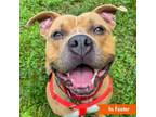 Adopt Dallas a American Staffordshire Terrier