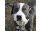 Adopt Bullwinkle a Pit Bull Terrier