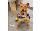 Adopt Beau a Terrier