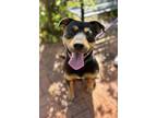 Adopt Hadie a Rottweiler, Mixed Breed