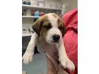 Adopt Rusty a Beagle, Mixed Breed