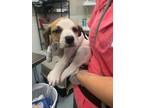 Adopt Pongo a Beagle, Mixed Breed