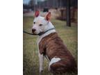 Adopt Pookie a Pit Bull Terrier