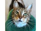 Adopt Micio a Domestic Short Hair