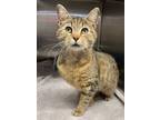 Adopt Walnut a Domestic Short Hair