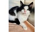 Adopt Binkus McStinkus a Domestic Short Hair