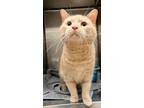 Adopt Caterpillar a Domestic Short Hair