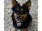 Adopt Parker a Mixed Breed, Australian Shepherd