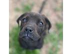 Adopt Scotch a Black Labrador Retriever