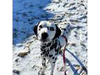 Adopt Marcus a Dalmatian