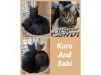 Adopt Kuro a Domestic Medium Hair