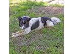 Adopt Ryan a Border Collie