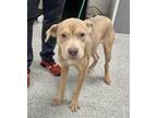 Adopt EDDIE a Pit Bull Terrier, Mixed Breed