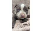 Adopt Storm a Pit Bull Terrier, Mixed Breed