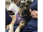 Adopt Yuri (URGENT need of adoption/ rescue) a Boxer