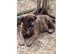 Adopt Mocha a Labrador Retriever, Boxer