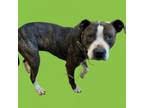 Adopt Dirk a Pit Bull Terrier