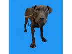 Adopt TUSC-Stray-tu1020 a Labrador Retriever, Pit Bull Terrier