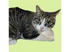 Adopt Hank a Domestic Short Hair