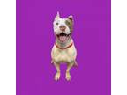 Adopt TUSC-Stray-tu1026 a Pit Bull Terrier