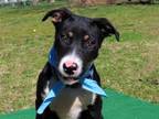 Adopt Kirby 6926 a Manchester Terrier, Mixed Breed