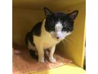 Adopt Calvin a Domestic Short Hair