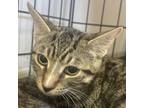 Adopt Husk a American Shorthair