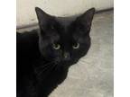 Adopt Hopper a American Shorthair