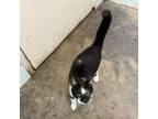 Adopt Mickey a American Shorthair