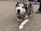 Adopt PATCH a Husky