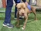 Adopt COGNAC a Pit Bull Terrier