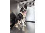 Adopt HOWARD a Border Collie, Mixed Breed